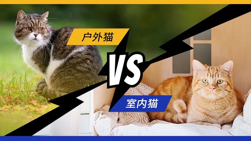 雪山乔克带你了解户外猫和家养猫的差别